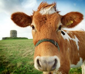 Guernsey Cow in Field Looking at Camera