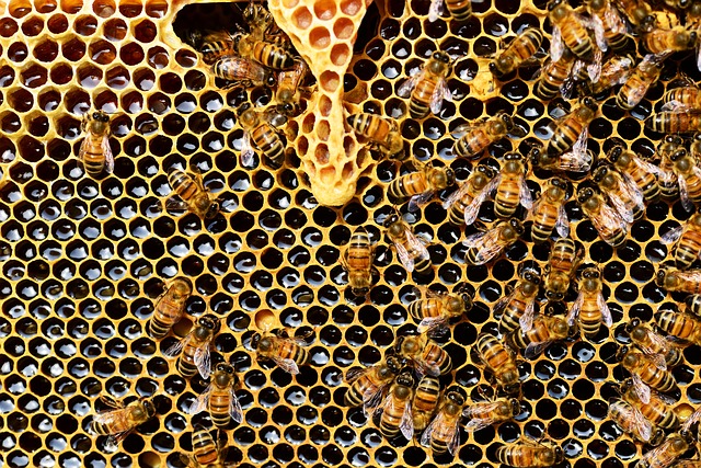 Bees around honeycomb